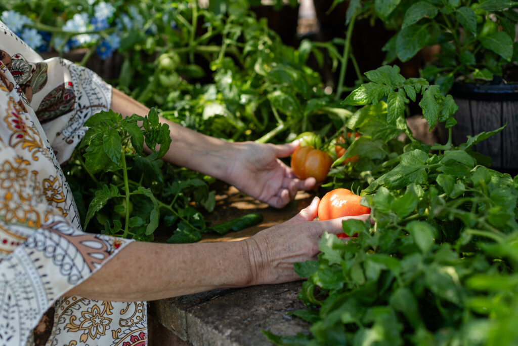 Hands harvesting vine-ripened tomatoes from a lush backyard garden, surrounded by vibrant green leaves and summer sunlight
